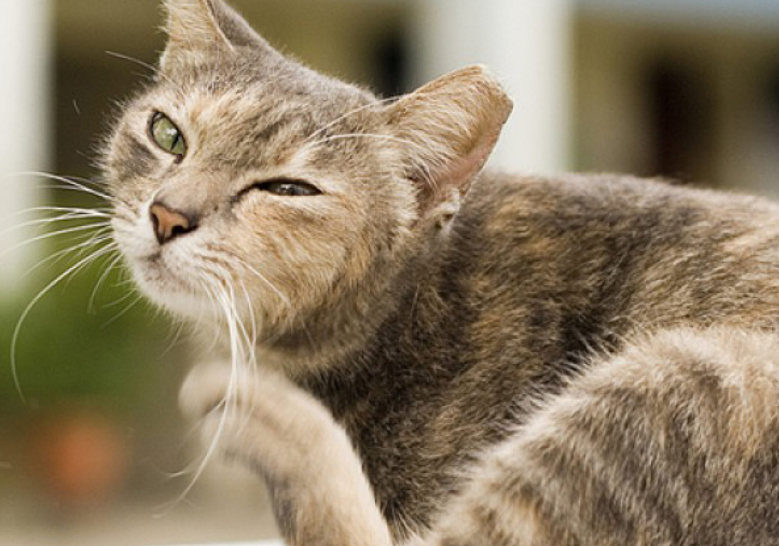 Alergia em felinos.