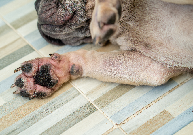 Alergia em cães